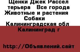 Щенки Джек Рассел терьера - Все города Животные и растения » Собаки   . Калининградская обл.,Калининград г.